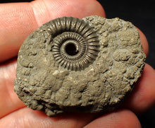 Load image into Gallery viewer, Crucilobiceras pyrite ammonite fossil (42 mm)
