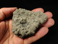 Load image into Gallery viewer, Large high-quality Crucilobiceras pyrite ammonite fossil (80 mm)

