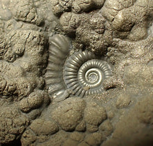 Load image into Gallery viewer, Large high-quality Crucilobiceras pyrite ammonite fossil (80 mm)
