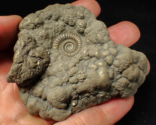 Load image into Gallery viewer, Large high-quality Crucilobiceras pyrite ammonite fossil (80 mm)
