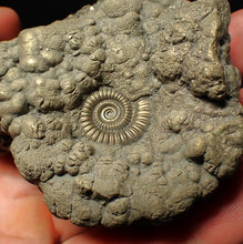Load image into Gallery viewer, Large high-quality Crucilobiceras pyrite ammonite fossil (80 mm)
