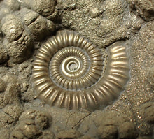 Load image into Gallery viewer, Large high-quality Crucilobiceras pyrite ammonite fossil (80 mm)
