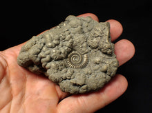 Load image into Gallery viewer, Large high-quality Crucilobiceras pyrite ammonite fossil (80 mm)
