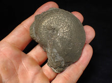 Load image into Gallery viewer, Large Oxynoticeras pyrite ammonite fossil (67 mm)
