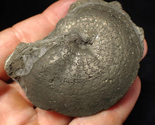 Load image into Gallery viewer, Large Oxynoticeras pyrite ammonite fossil (67 mm)

