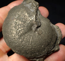 Load image into Gallery viewer, Large Oxynoticeras pyrite ammonite fossil (67 mm)
