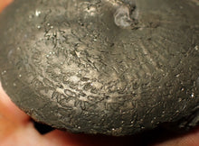 Load image into Gallery viewer, Large Oxynoticeras pyrite ammonite fossil (67 mm)
