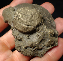 Load image into Gallery viewer, Large Oxynoticeras pyrite ammonite fossil (67 mm)
