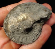 Load image into Gallery viewer, Large Oxynoticeras pyrite ammonite fossil (64 mm)
