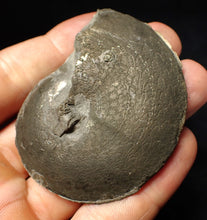 Load image into Gallery viewer, Large Oxynoticeras pyrite ammonite fossil (64 mm)
