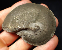 Load image into Gallery viewer, Large Oxynoticeras pyrite ammonite fossil (64 mm)
