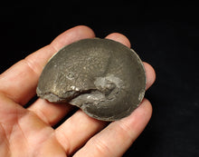 Load image into Gallery viewer, Large Oxynoticeras pyrite ammonite fossil (64 mm)
