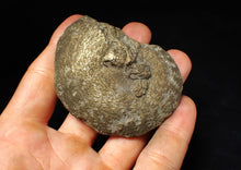 Load image into Gallery viewer, Large Oxynoticeras pyrite ammonite fossil (71 mm)
