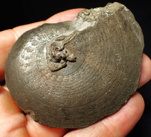 Load image into Gallery viewer, Large Oxynoticeras pyrite ammonite fossil (71 mm)
