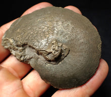 Load image into Gallery viewer, Large Oxynoticeras pyrite ammonite fossil (71 mm)

