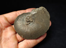 Load image into Gallery viewer, Large Oxynoticeras pyrite ammonite fossil (71 mm)
