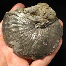 Load image into Gallery viewer, Very large high-quality Oxynoticeras pyrite ammonite fossil (91 mm)
