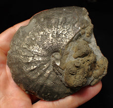 Load image into Gallery viewer, Very large high-quality Oxynoticeras pyrite ammonite fossil (91 mm)
