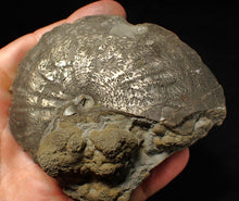 Load image into Gallery viewer, Very large high-quality Oxynoticeras pyrite ammonite fossil (91 mm)
