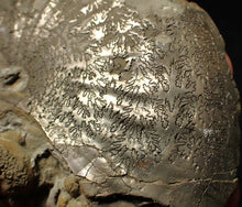 Load image into Gallery viewer, Very large high-quality Oxynoticeras pyrite ammonite fossil (91 mm)
