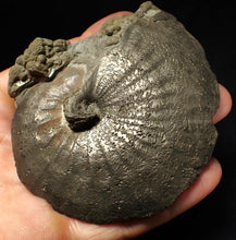 Load image into Gallery viewer, Very large high-quality Oxynoticeras pyrite ammonite fossil (91 mm)
