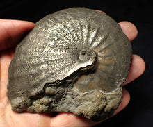 Load image into Gallery viewer, Very large high-quality Oxynoticeras pyrite ammonite fossil (91 mm)
