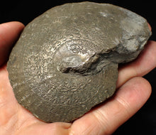 Load image into Gallery viewer, Very large Oxynoticeras pyrite ammonite fossil (91 mm)
