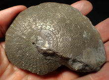 Load image into Gallery viewer, Very large Oxynoticeras pyrite ammonite fossil (91 mm)
