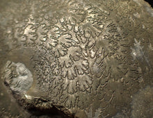 Load image into Gallery viewer, Very large Oxynoticeras pyrite ammonite fossil (91 mm)
