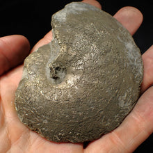 Load image into Gallery viewer, Very large Oxynoticeras pyrite ammonite fossil (91 mm)
