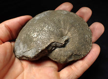 Load image into Gallery viewer, Very large Oxynoticeras pyrite ammonite fossil (91 mm)
