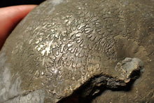 Load image into Gallery viewer, Very large Oxynoticeras pyrite ammonite fossil (91 mm)
