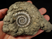Load image into Gallery viewer, Large pyrite Eteoderoceras (Eoderoceras) ammonite fossil (120 mm)
