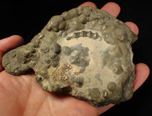 Load image into Gallery viewer, Large pyrite Eteoderoceras (Eoderoceras) ammonite fossil (120 mm)
