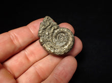 Load image into Gallery viewer, Pyrite Eoderoceras bispinigerum ammonite fossil (37 mm)
