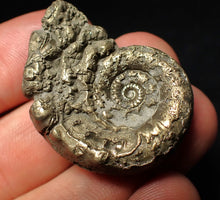 Load image into Gallery viewer, Pyrite Eoderoceras bispinigerum ammonite fossil (37 mm)
