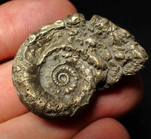 Load image into Gallery viewer, Pyrite Eoderoceras bispinigerum ammonite fossil (37 mm)
