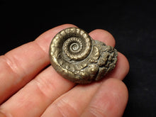 Load image into Gallery viewer, Pyrite Eoderoceras bispinigerum ammonite fossil (37 mm)
