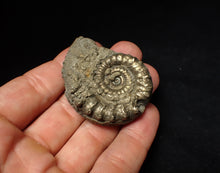 Load image into Gallery viewer, Pyrite Eoderoceras bispinigerum ammonite fossil (51 mm)

