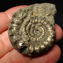 Load image into Gallery viewer, Pyrite Eoderoceras bispinigerum ammonite fossil (51 mm)

