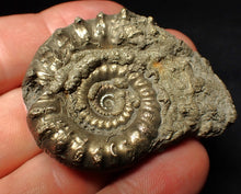 Load image into Gallery viewer, Pyrite Eoderoceras bispinigerum ammonite fossil (51 mm)
