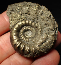 Load image into Gallery viewer, Pyrite Eoderoceras bispinigerum ammonite fossil (51 mm)
