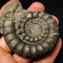 Load image into Gallery viewer, Large pyrite Eteoderoceras (Eoderoceras) ammonite fossil (72 mm)
