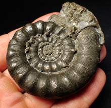 Load image into Gallery viewer, Large pyrite Eteoderoceras (Eoderoceras) ammonite fossil (72 mm)
