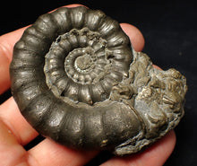 Load image into Gallery viewer, Large pyrite Eteoderoceras (Eoderoceras) ammonite fossil (72 mm)
