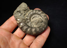 Load image into Gallery viewer, Large pyrite Eteoderoceras (Eoderoceras) ammonite fossil (67 mm)

