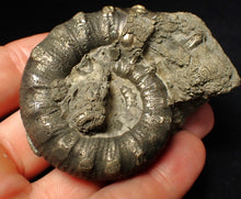 Load image into Gallery viewer, Large pyrite Eteoderoceras (Eoderoceras) ammonite fossil (67 mm)
