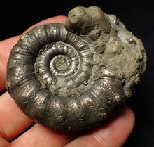Load image into Gallery viewer, Large pyrite Eteoderoceras (Eoderoceras) ammonite fossil (67 mm)
