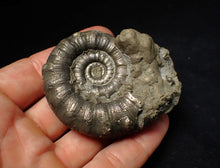 Load image into Gallery viewer, Large pyrite Eteoderoceras (Eoderoceras) ammonite fossil (67 mm)
