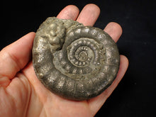 Load image into Gallery viewer, Large pyrite Eteoderoceras (Eoderoceras) ammonite fossil (86 mm)
